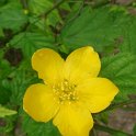 Kerria japonica